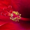 Hibiskus toxumları