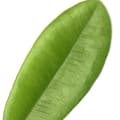 Qərbi Hindistan dəfnə yarpağı